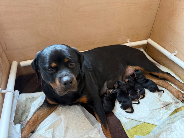 Chunky Rottweiler puppies 
