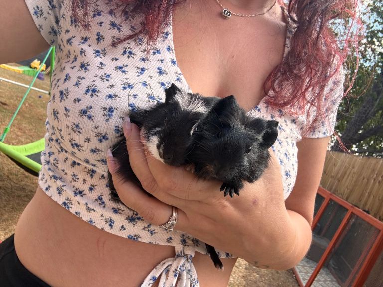 2 baby boy guinea pigs 