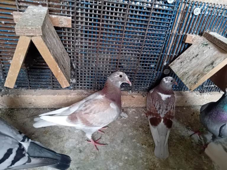 Pigeon