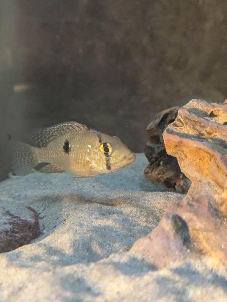 Geophagus brasiliensis (Pearl Cichlids) and Mbuna Cichlids fry