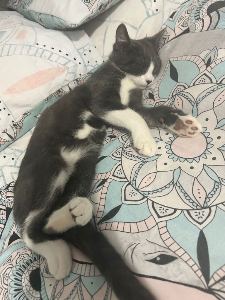 Grey and white 7 month old kitten 