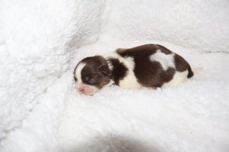 ✨Ultimate DNA Imperial’s now available✨