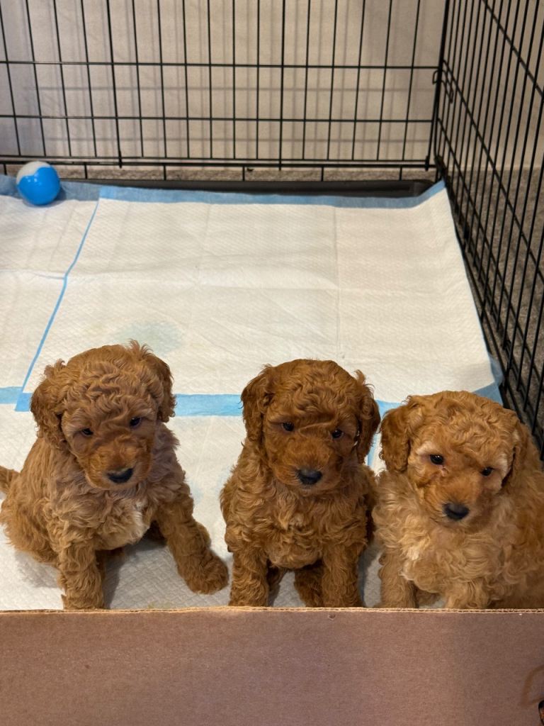 Toy poodle 