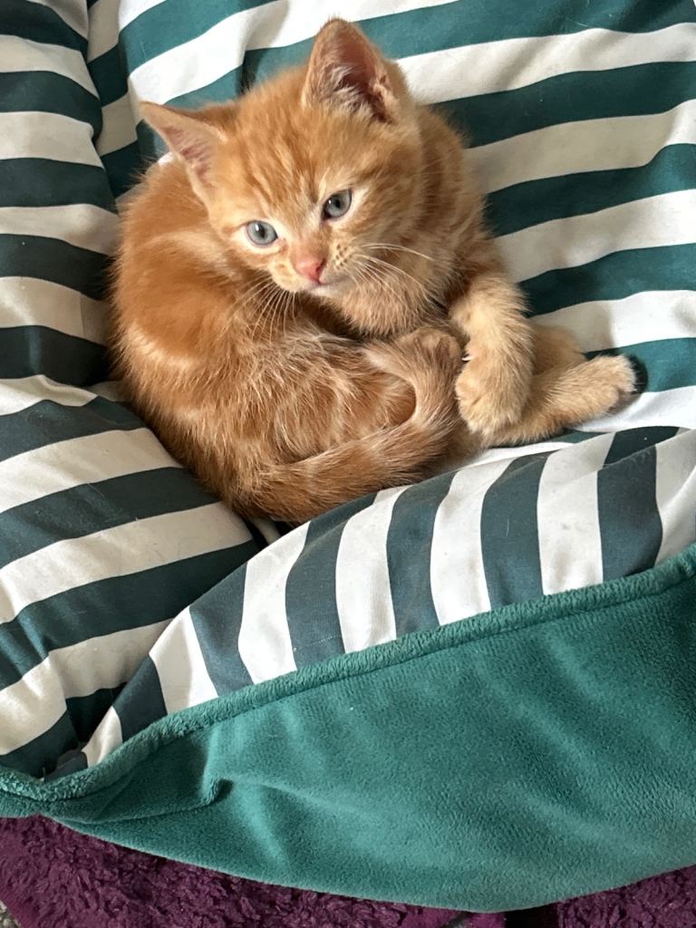 Kittens 
