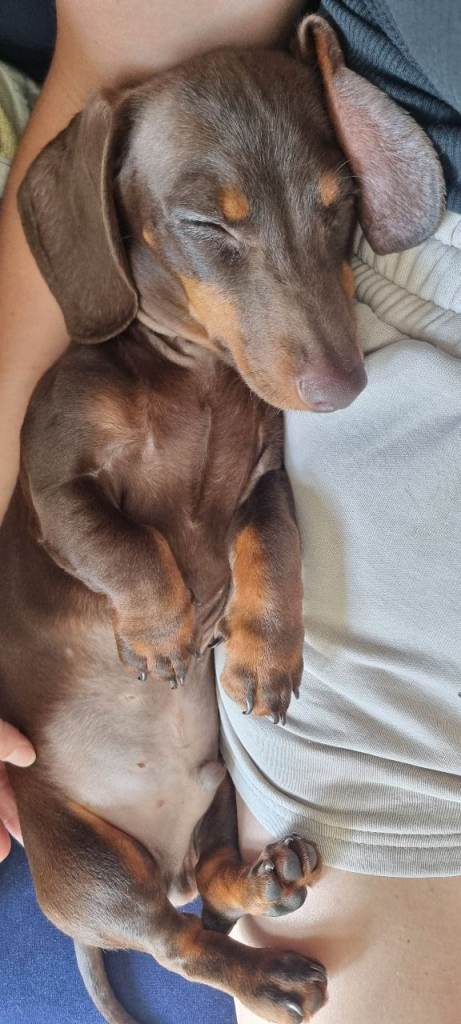 Dachshund puppy