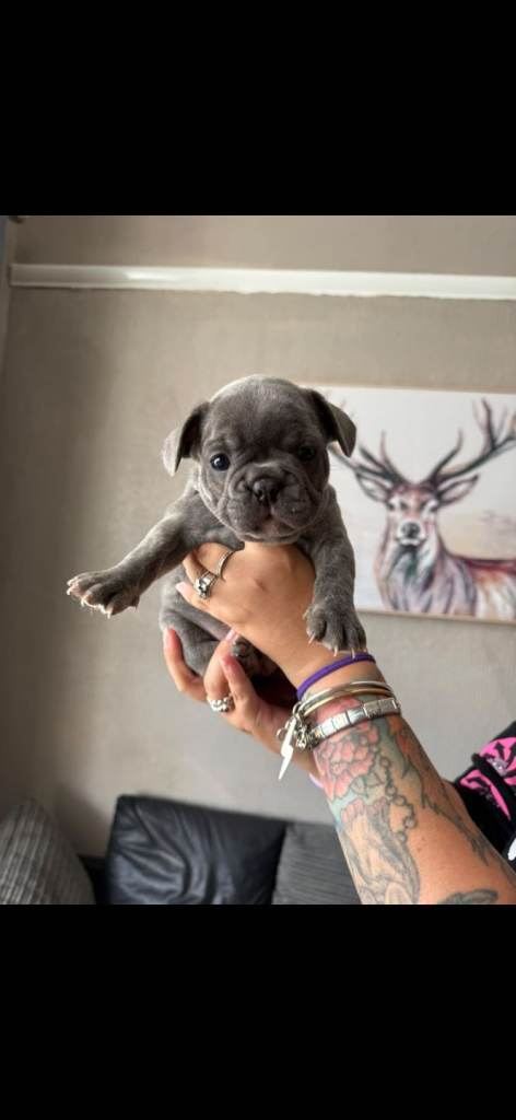 Pups
