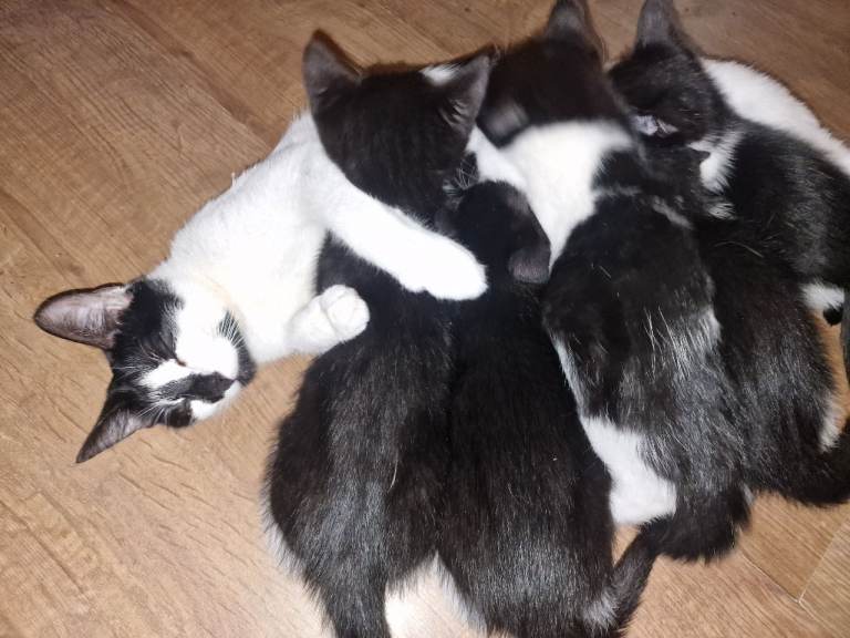 3 female kittens for sale