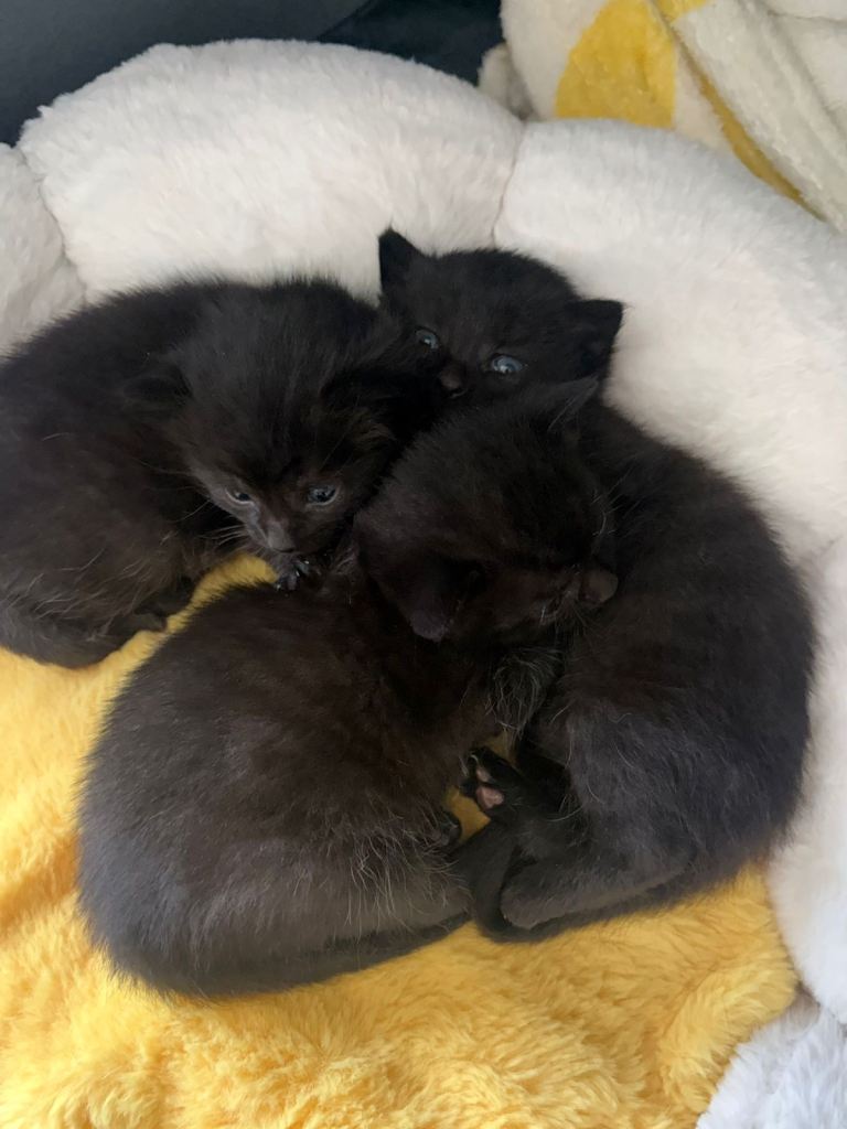 2 male Kittens £40 each 