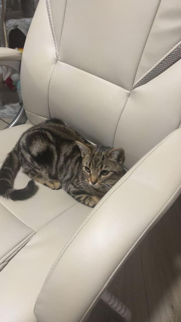 Bengal Cat 