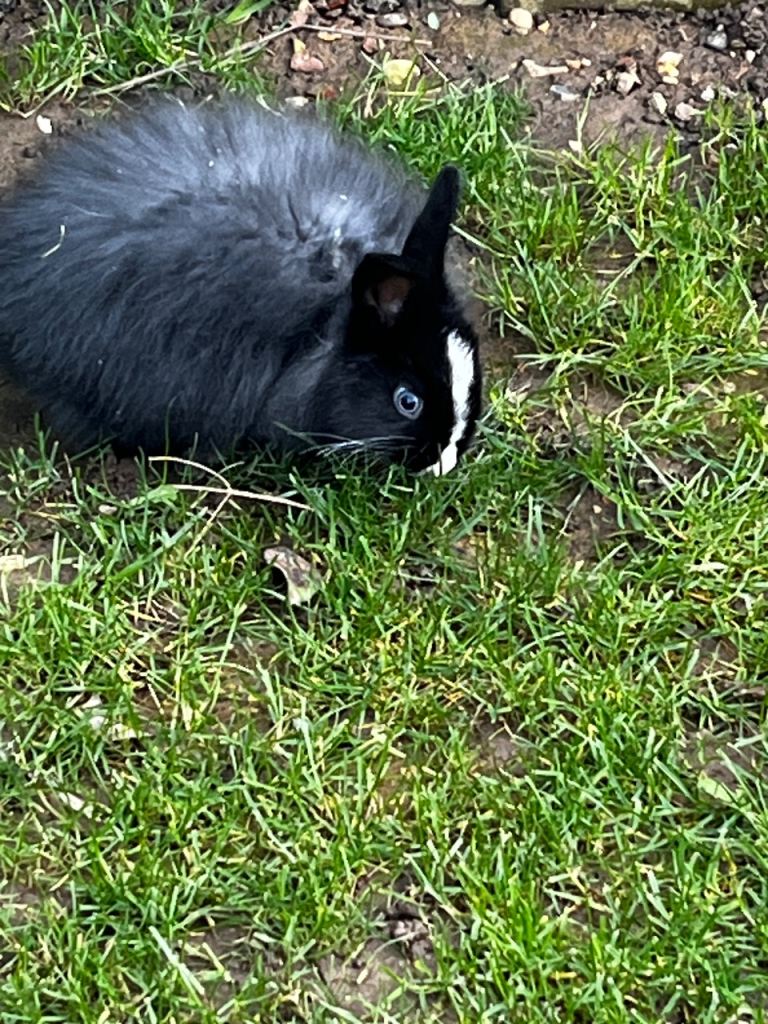 Lion head baby  rabbits 