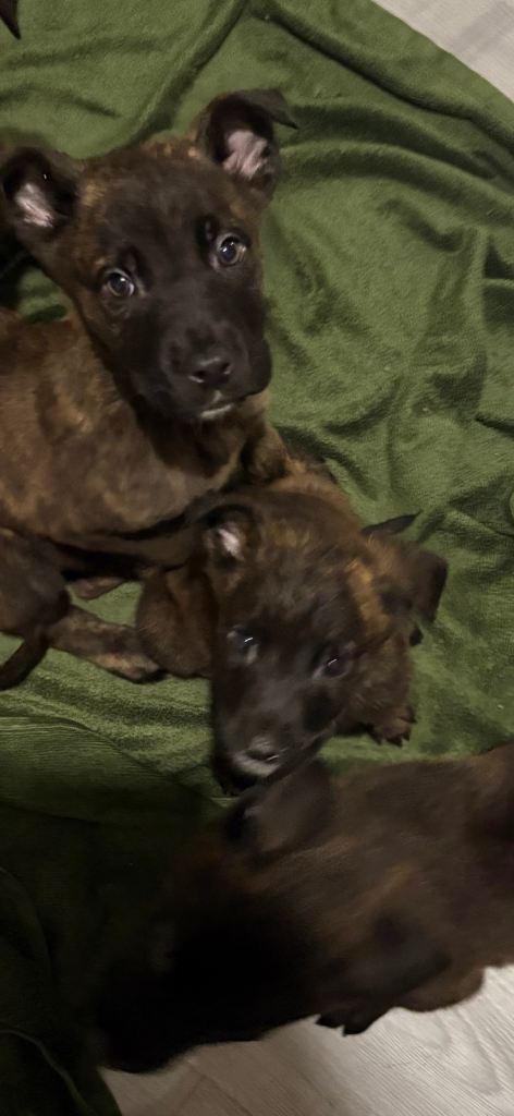 Belgian Malinois Shepherd x Mastiff puppies ONLY 2 LEFT!! 