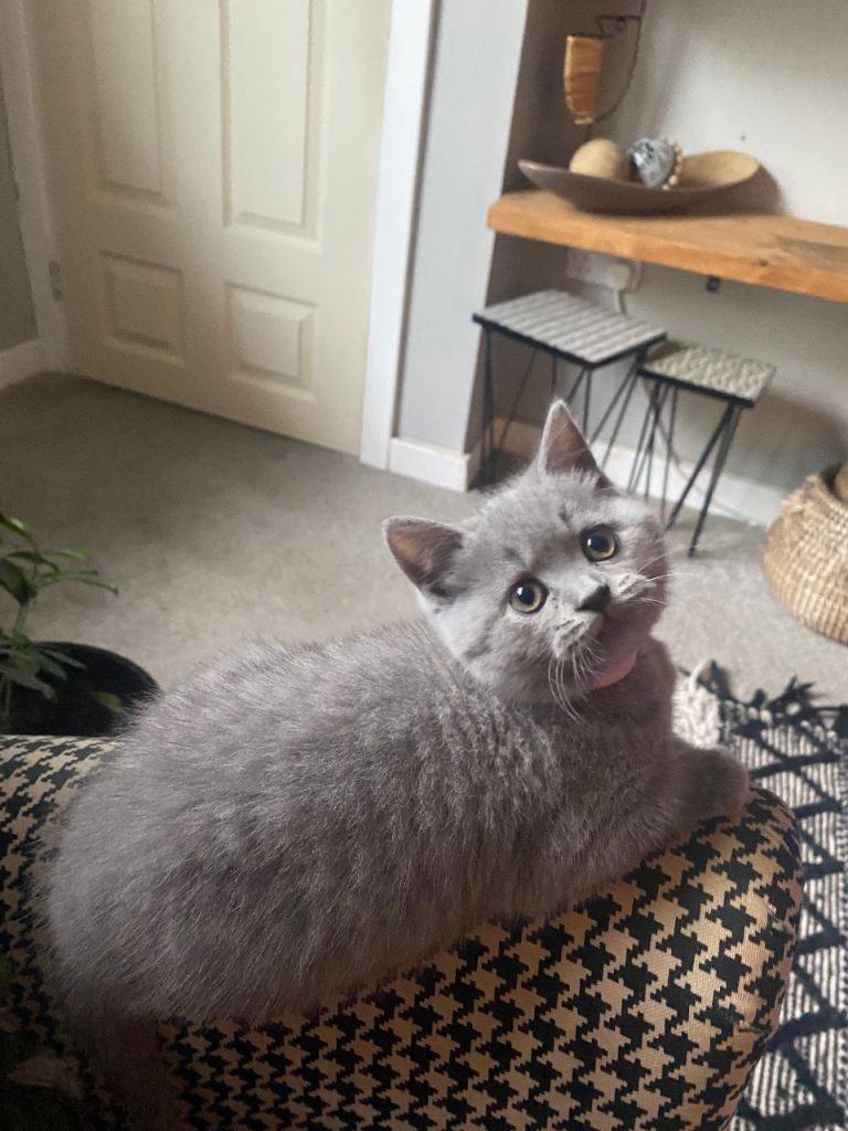 Stunning GCCF British short hair kittens
