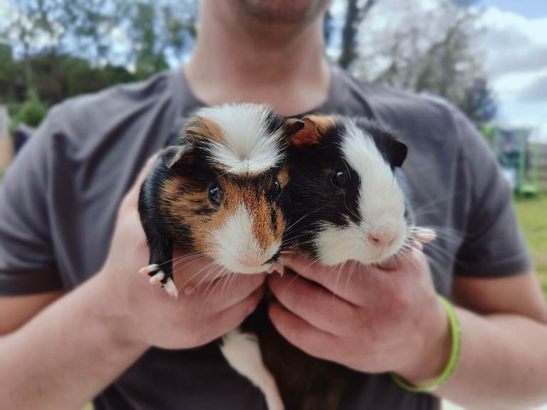 Two young male guinea pigs 