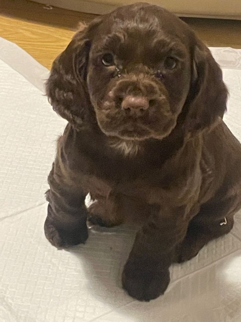 Cocker spaniel puppies