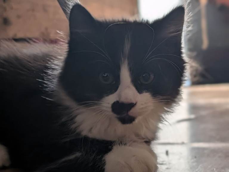 Kittens 