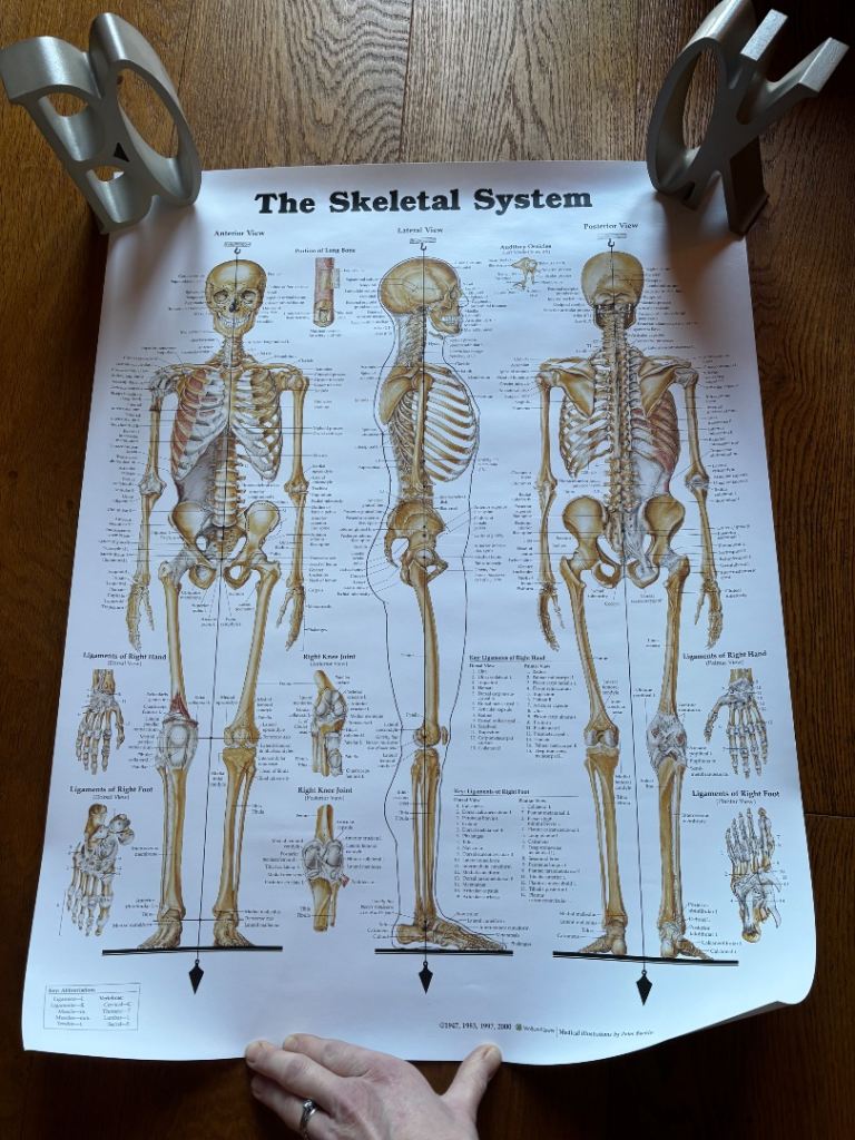 Wolters Kluwer Skeleton Poster