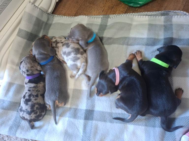 3 boys left  stunning mini dacshunds