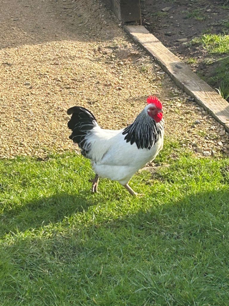 Light Sussex Cockerels