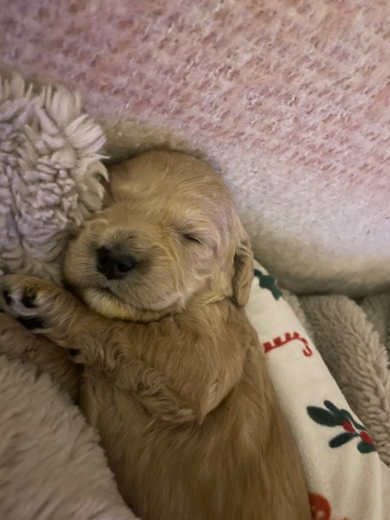 Beautiful cockapoo puppies 