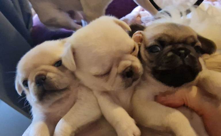 Beautiful pug puppies 
