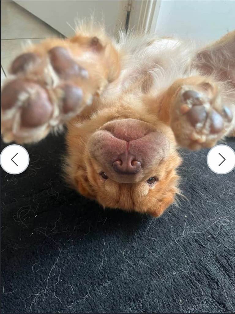 Loving home needed for beautiful Shar Pei!
