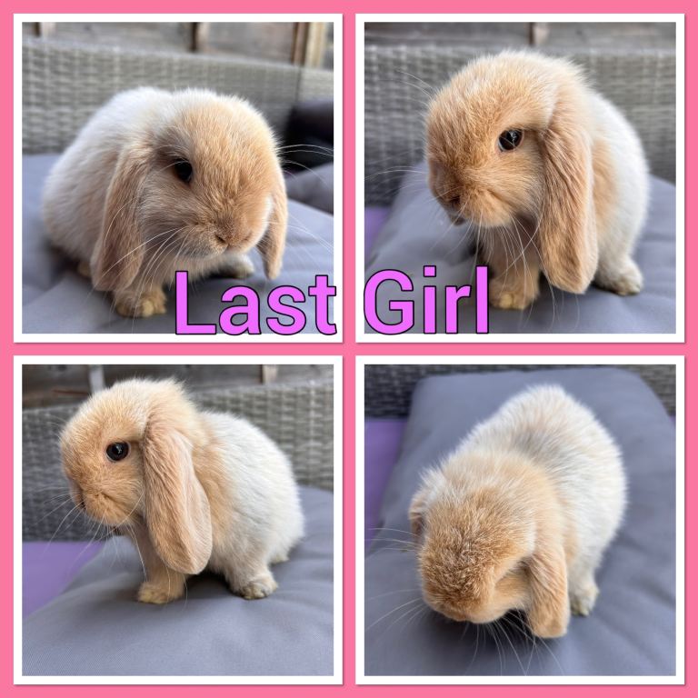 Mini lop baby rabbits 