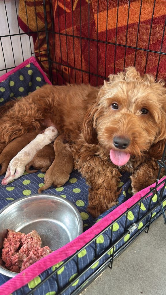 Cockapoo puppies for sale 