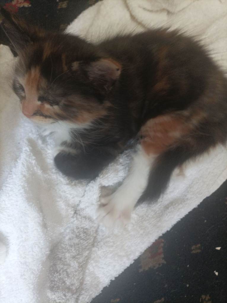 2 kittens 