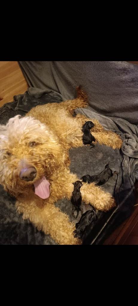 Gorgeous F2 Labradoodle Puppies... Available soon.