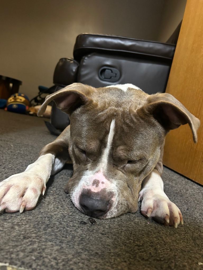 American bulldog X Staff