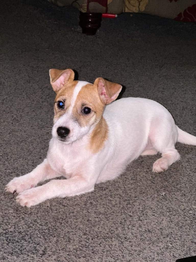 1 Female Jack Russell Puppies