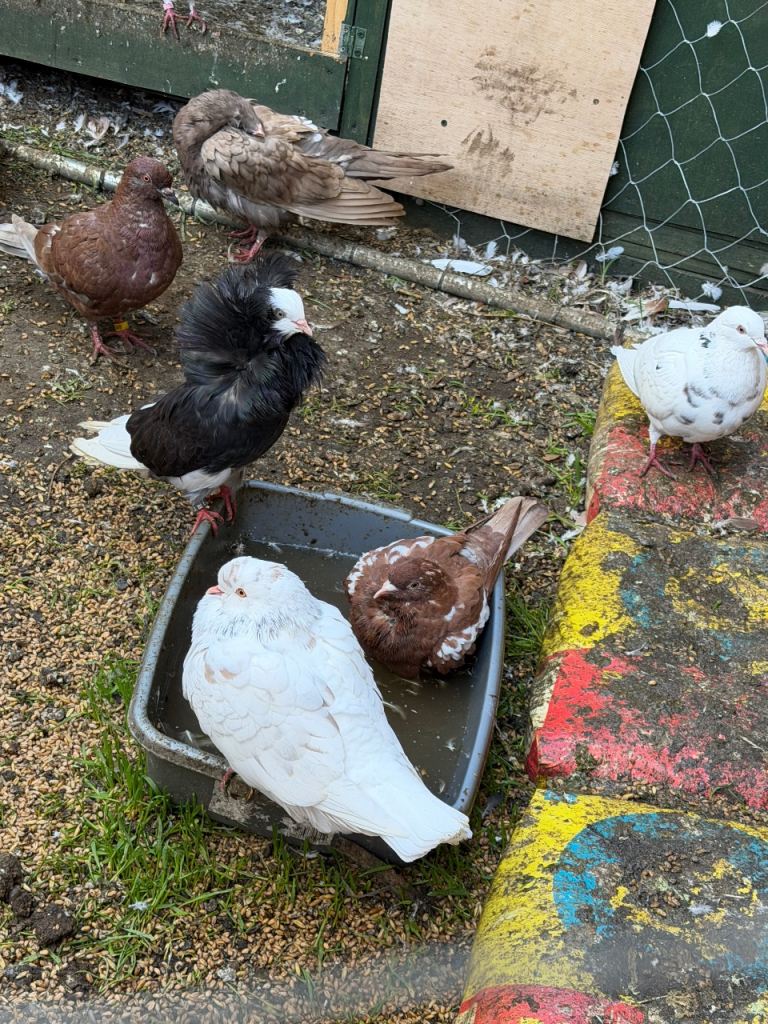 Pigeons