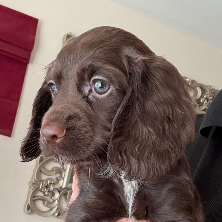Stunning KC reg’d Cocker Spaniel Puppies