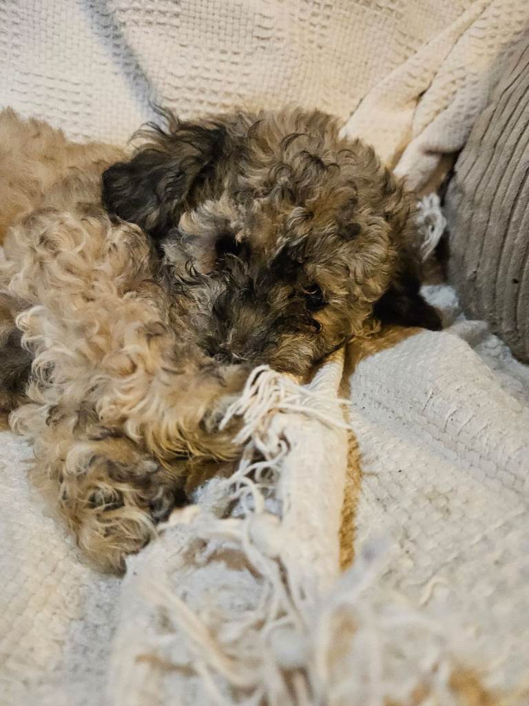 Poochon pup 1 female