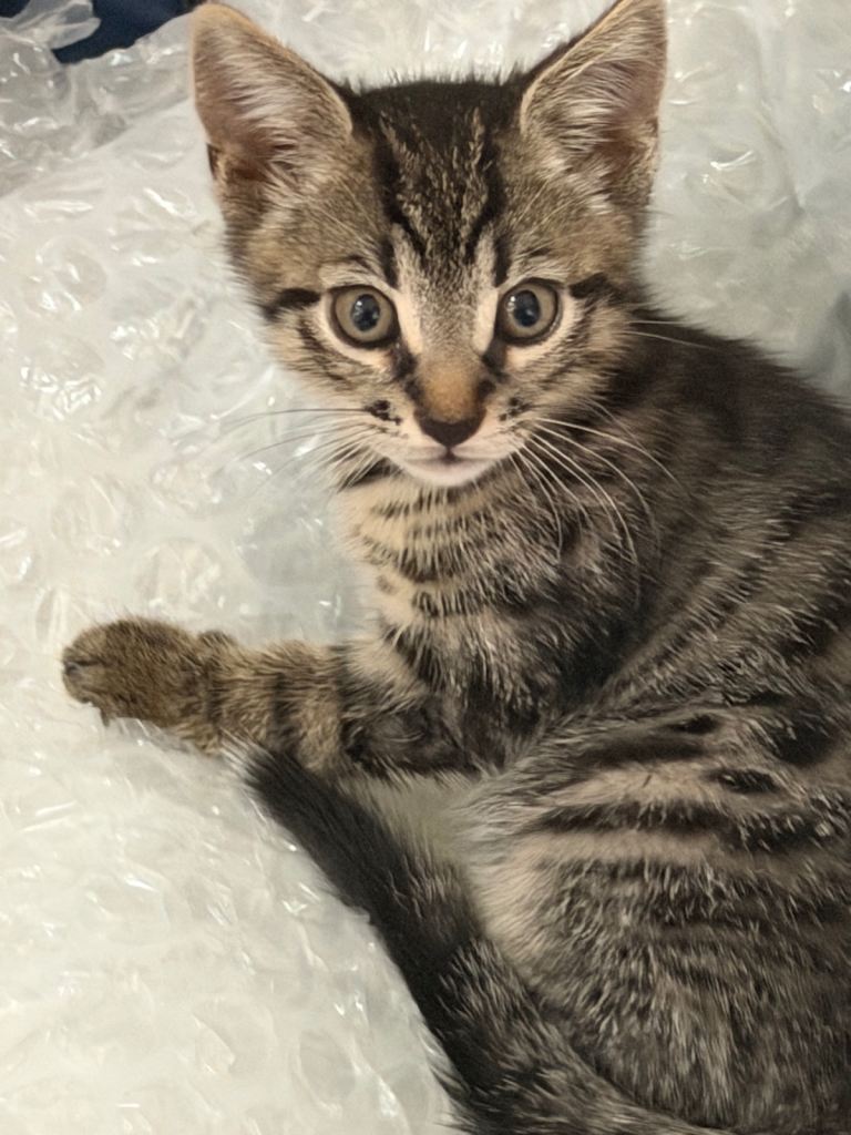 1 Bengali kitten 🐈‍⬛ 