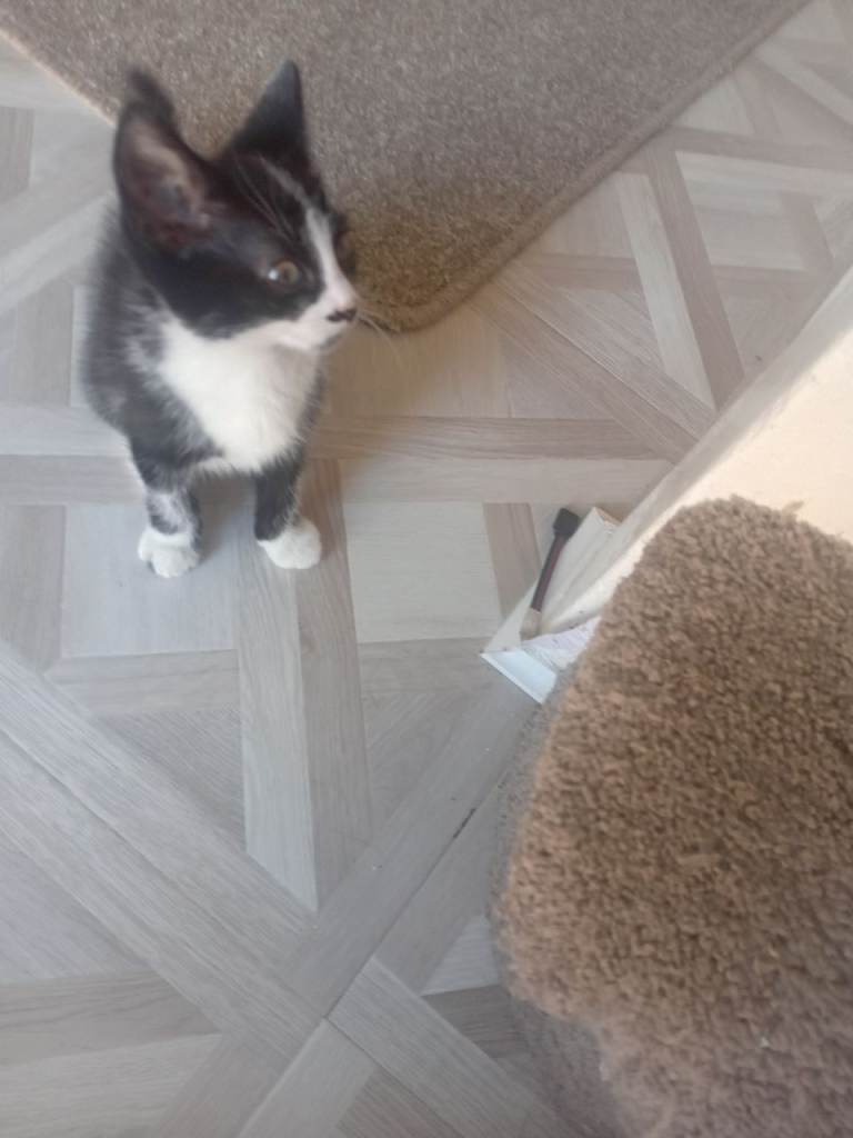 Kittens 
