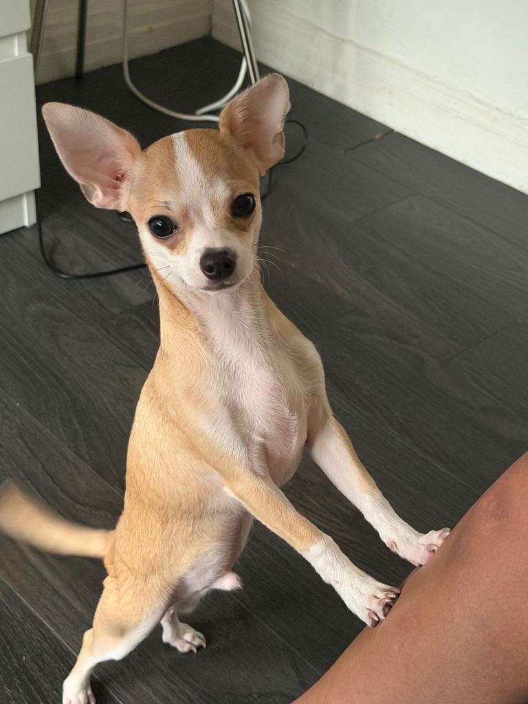 Puppy for sale 