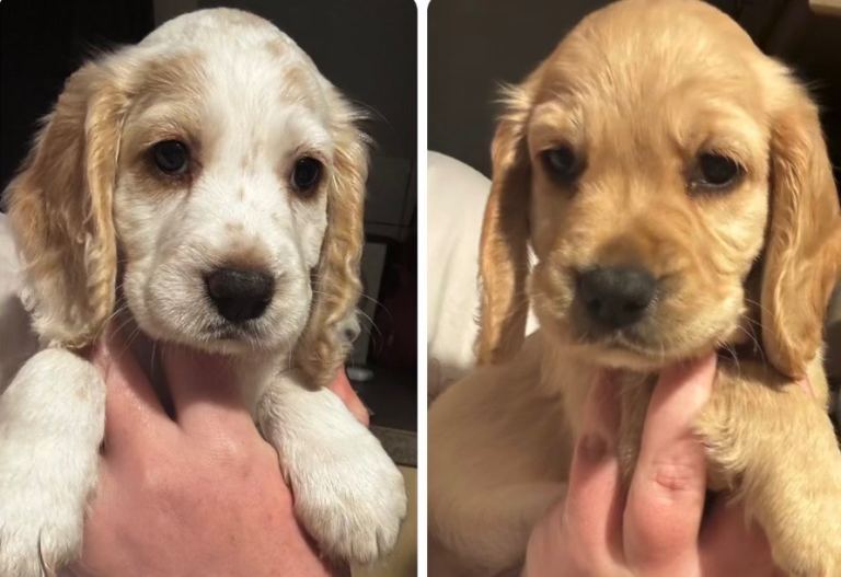 Cocker spaniel puppies 