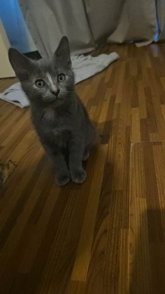 10 week old female kitten
