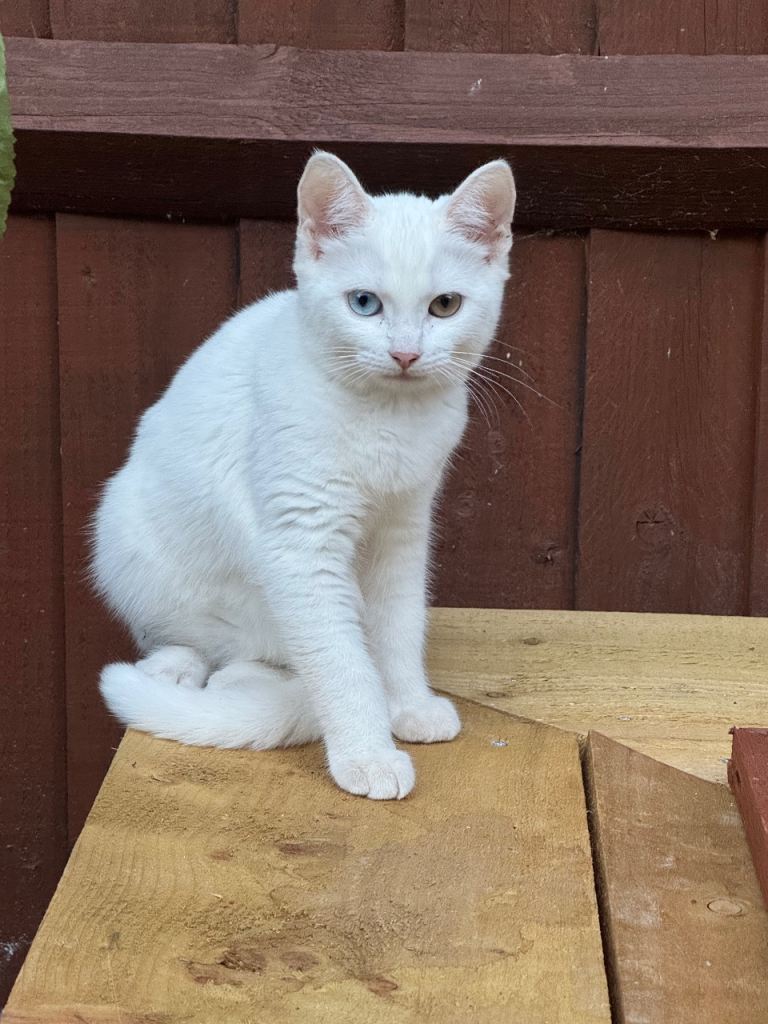 Turkish Angora (female)