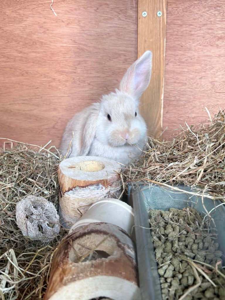 Minilop Baby Rabbits