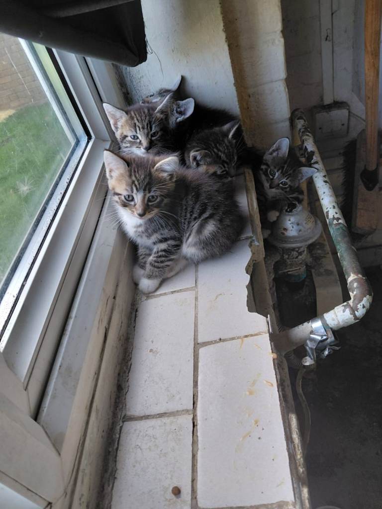 Bengal Kittens For Sale