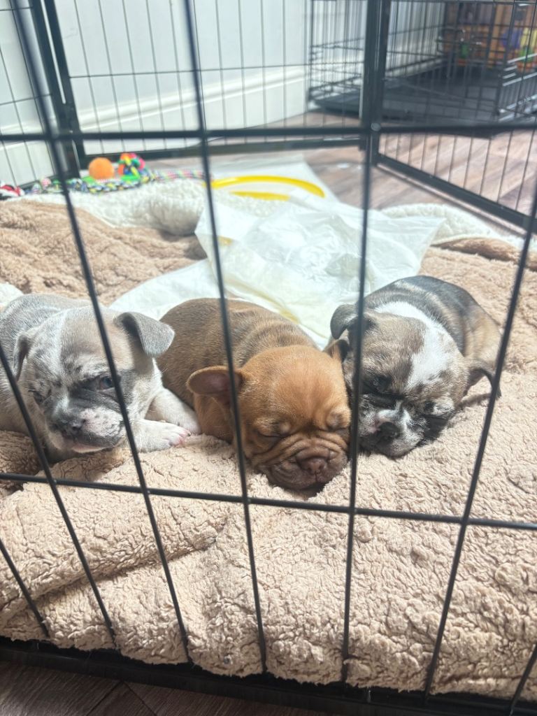 French bulldog puppies (rare colours) 