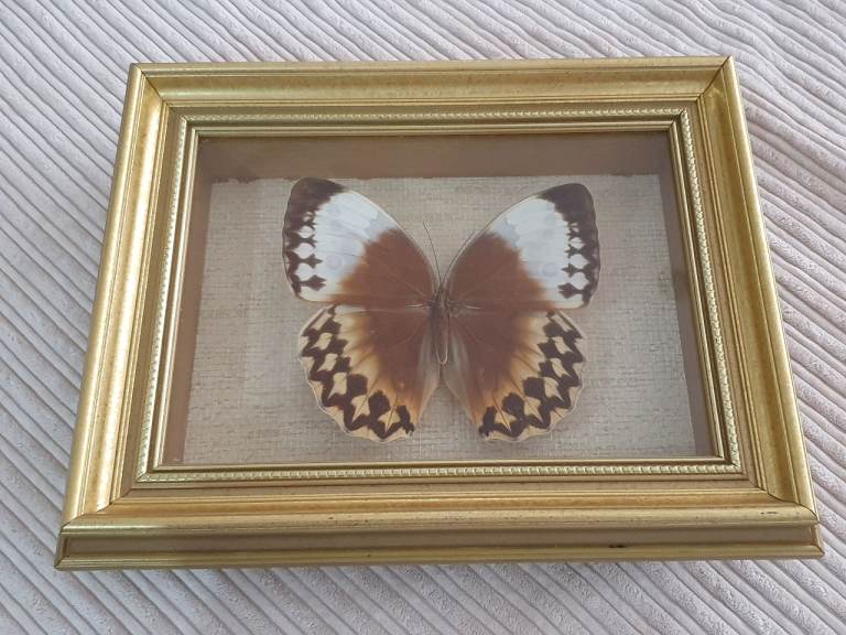 VERY RARE Jungle Queen Butterfly Stichophthalma Louisa China Taxidermy Framed
