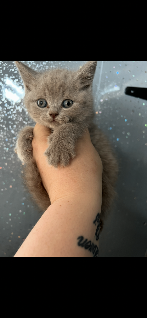 9 wk old British shorthair girl 