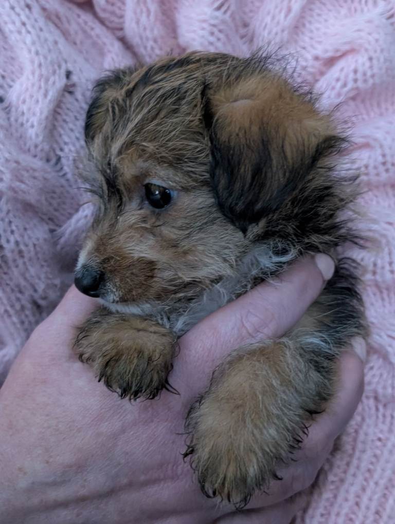 Beautiful Miniature Jackapoo pups 
