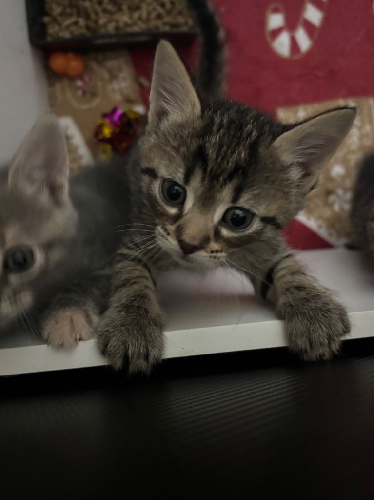 Kittens 