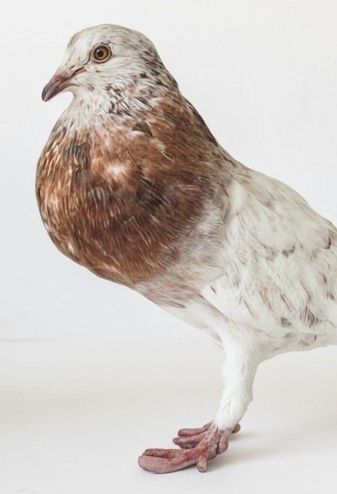 Beautiful pigeon 