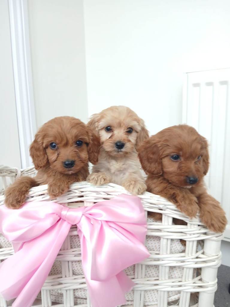 Miniature PRA clear cockapoo puppies 