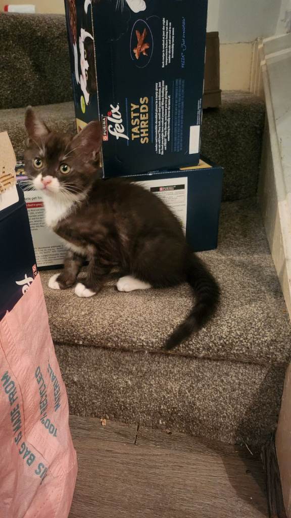 Half maincoon half domestic tom 